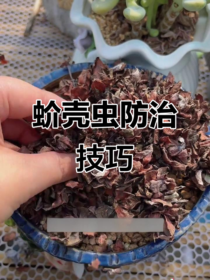 多肉植物长蚧壳虫怎么办?教你彻底清除小侵略者