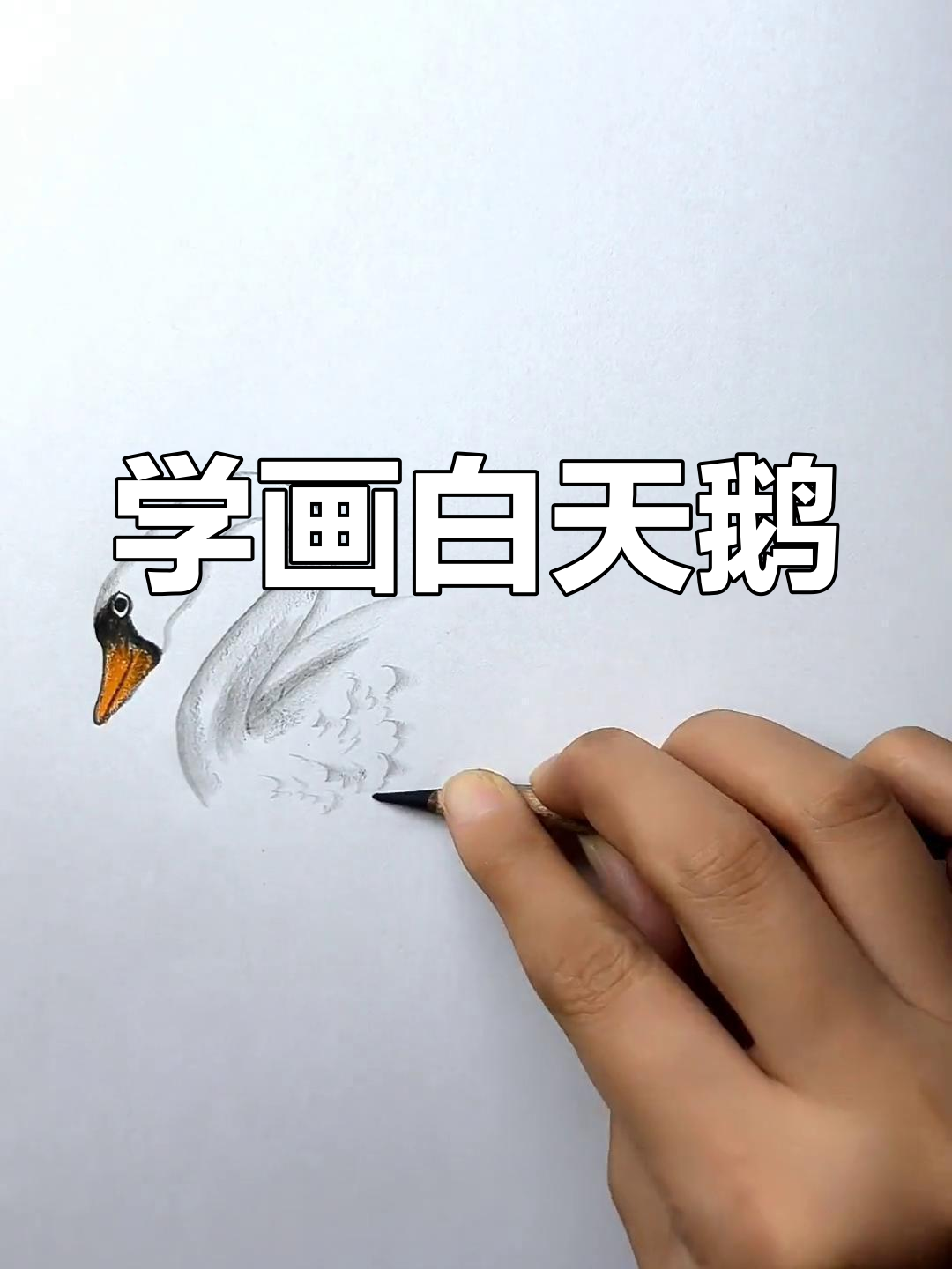 轻松几笔画出白天鹅,炭笔技巧教学