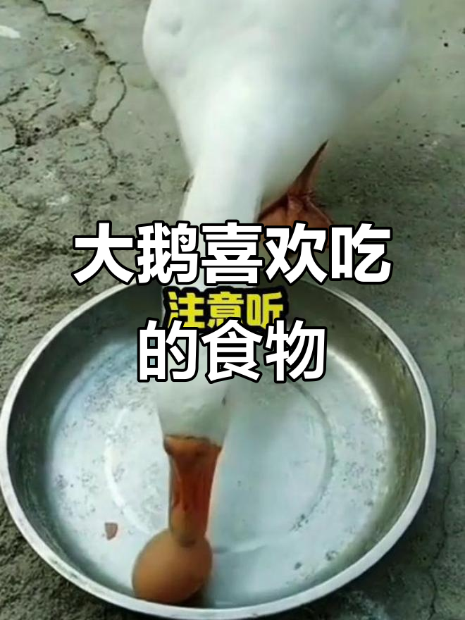 大鹅最爱吃什么?这些食物让它们更健康