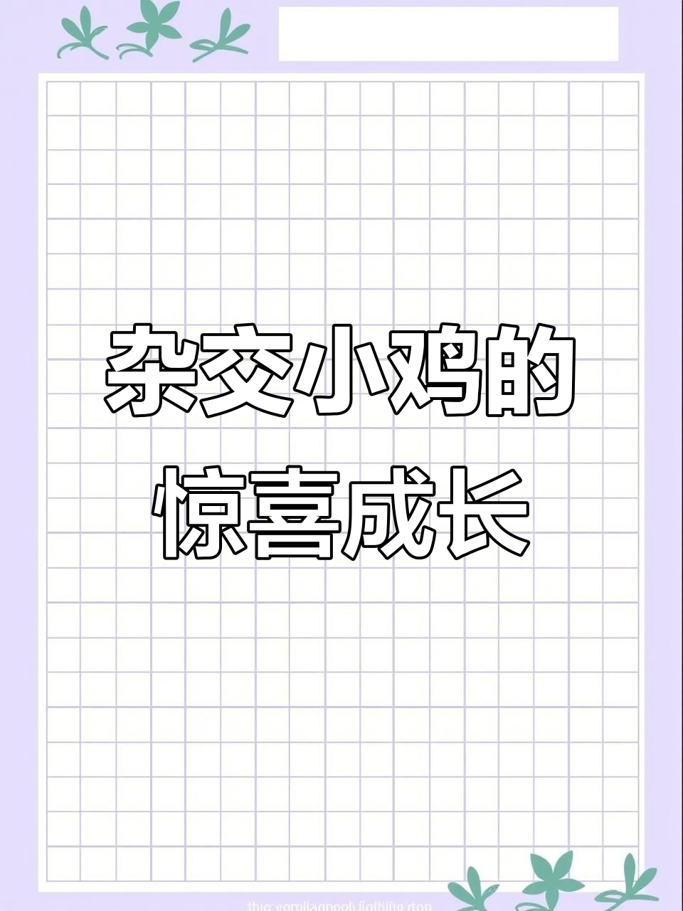 杂交小鸡成长记：花色新奇，体型最大，期待它们长大后的样子