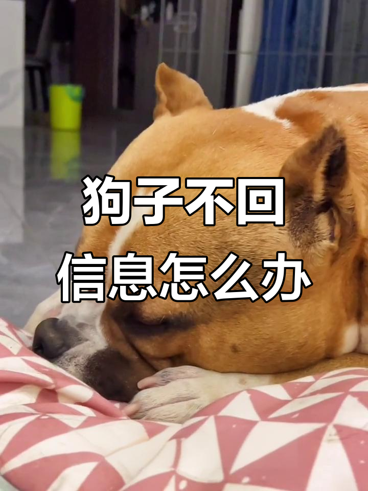 狗狗不回你消息?试试这个表情包,它一定会回应你的!