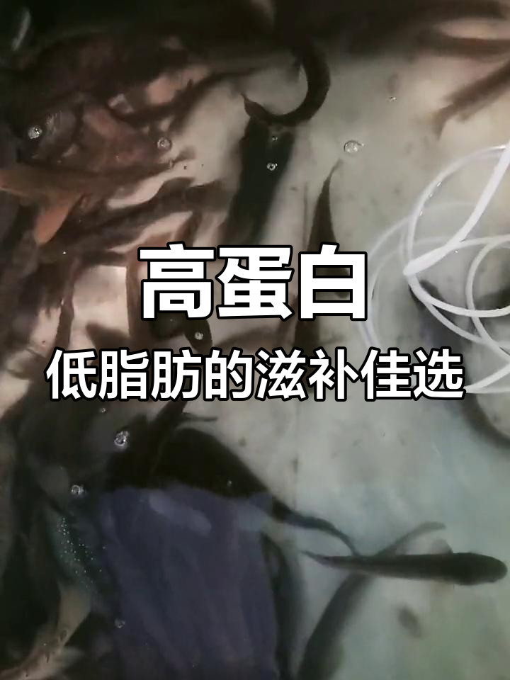 七星鱼:营养丰富,促进伤口愈合