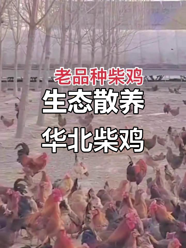 华北柴鸡，散养土鸡新选择！