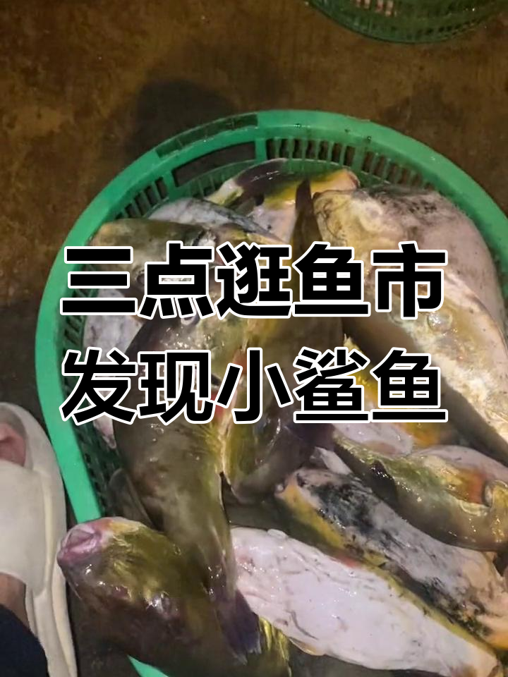 凌晨三点牙城鱼市场,小鲨鱼和鳗鱼的惊悚之旅