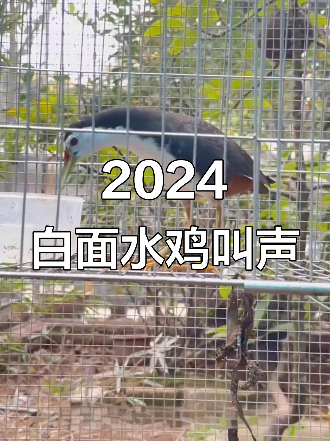 白面水鸡冬季叫声大赏,滚滚而来!