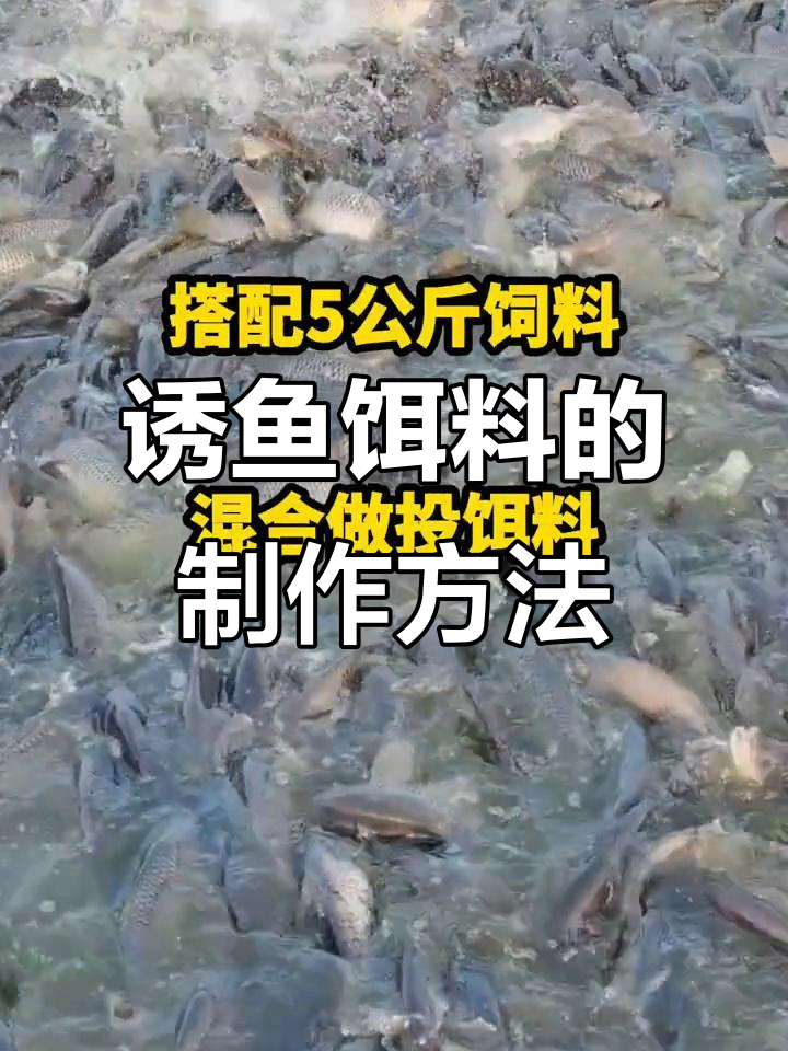 如何用甘草、丁香和陈皮制作诱鱼饵料,让鱼儿快速开口