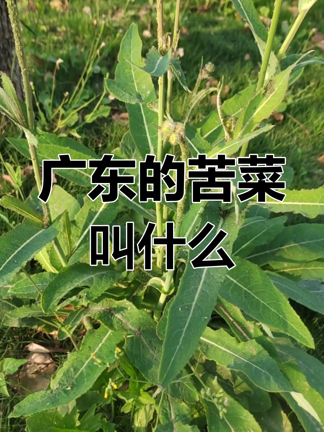 广东苦味青菜大揭秘,你吃过吗?
