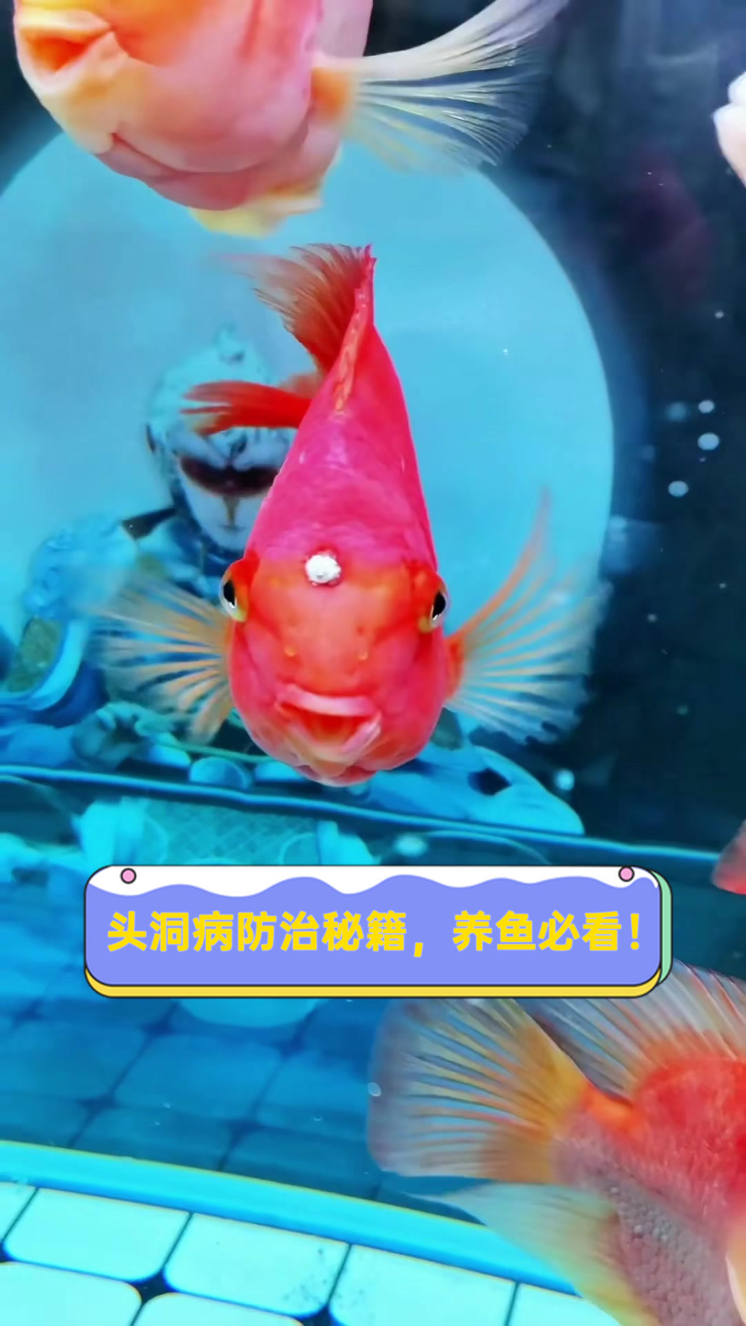 头洞病防治秘籍,养鱼必看!