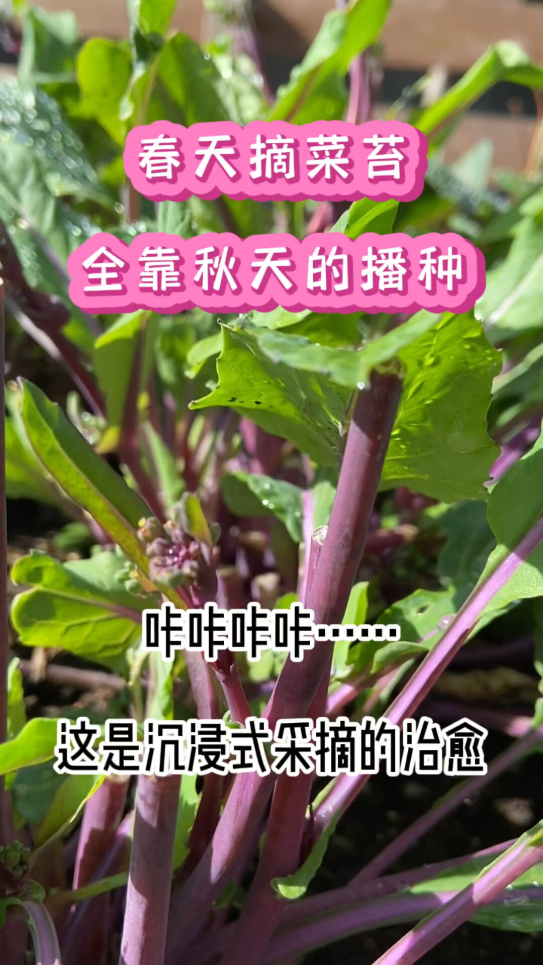 啥时候播种,春分时节可实现红白菜苔自由