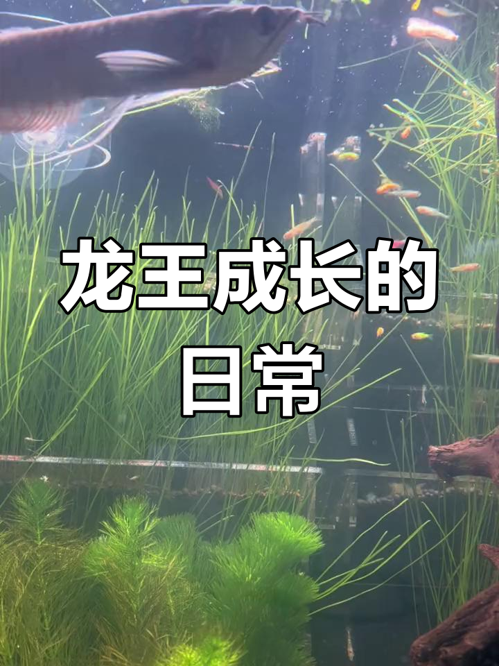 七彩银龙鱼成长记:从快递箱到温馨家园