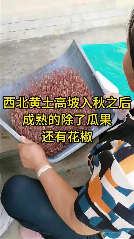 收拾花椒 在大西北黄土高坡的秋天,成熟的各种蔬菜瓜果,还有一种农作物花椒。记录真实生活 农