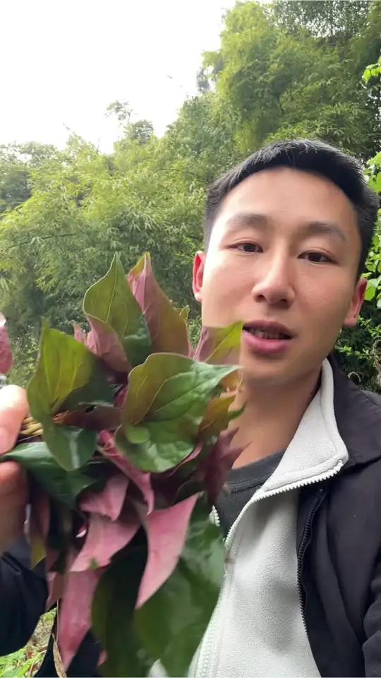不知道喜欢吃折耳叶的都是那些人!#乡村生活家
