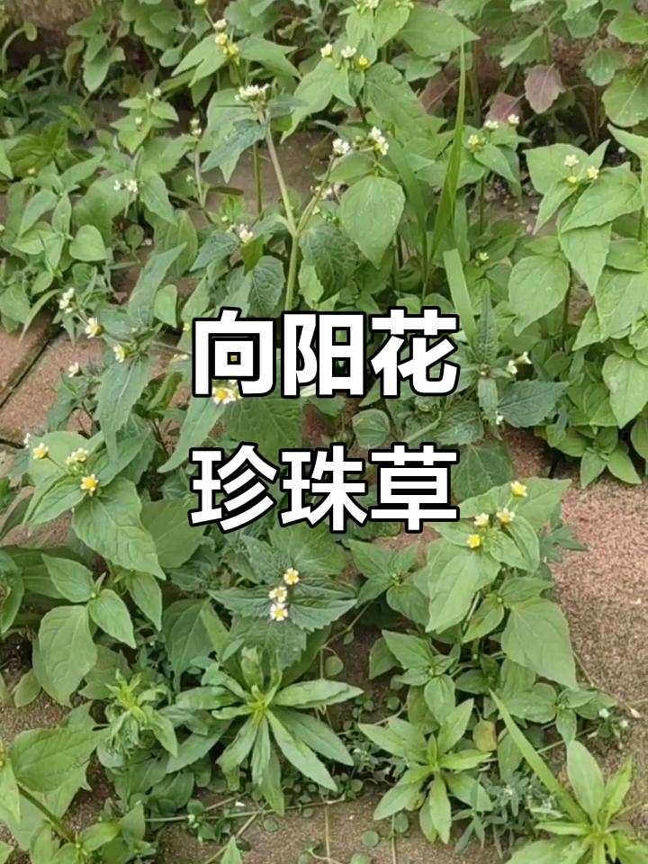 牛膝菊:南美入侵的美丽小花,路旁荒野常见