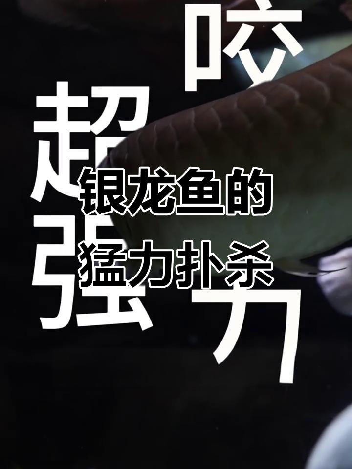 银龙鱼捕食瞬间,能否招财?