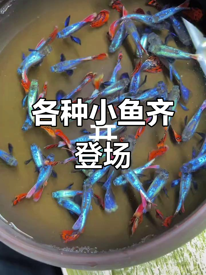 小型热带鱼大集合,蓝白云母、马赛克孔雀来货了!