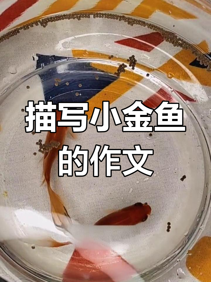 小金鱼在水中游动,灵巧可爱