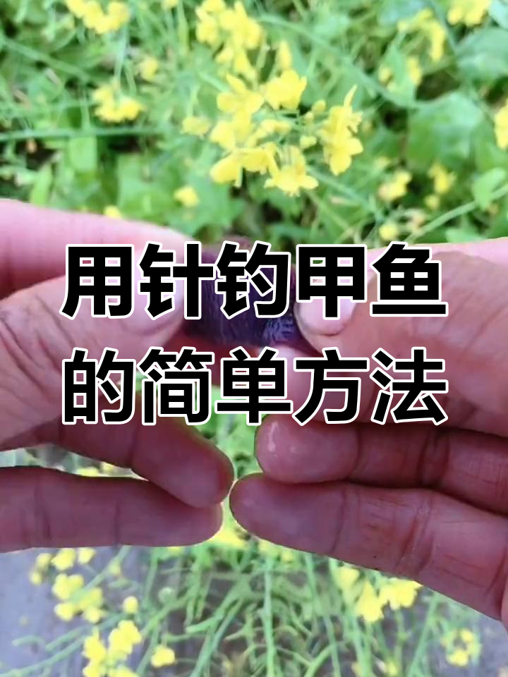 甲鱼钩使用技巧大揭秘,猪肝钓法轻松上手