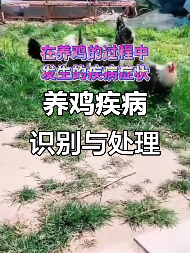 鸡常见病症状解析,如何判断及应对