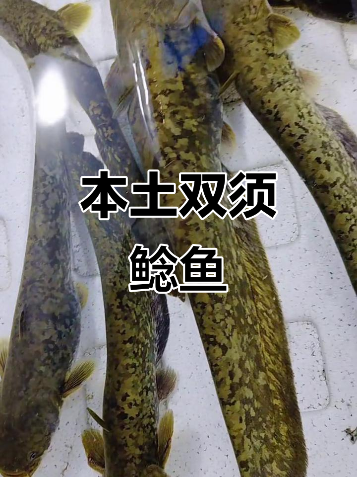 本地野生鲶鱼,独特两根胡须的魅力