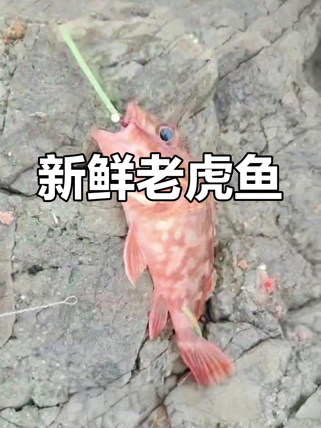 野生老虎鱼,肉质鲜美,市场价高