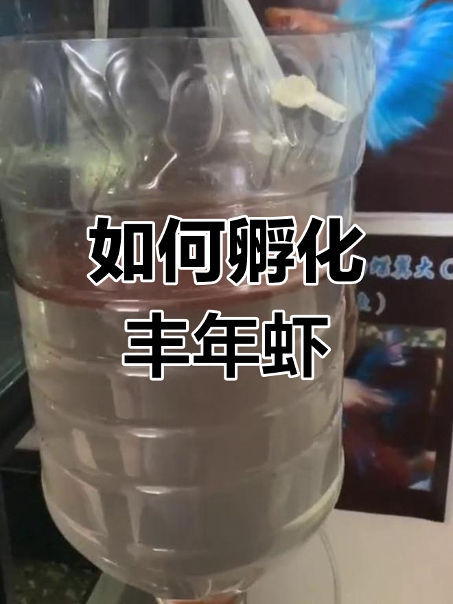 丰年虾孵化全过程,水盐比例如何调整