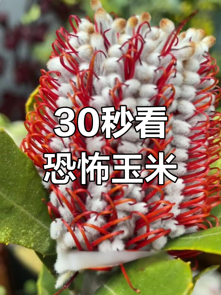 玉米佛塔:密集恐惧症的挑战