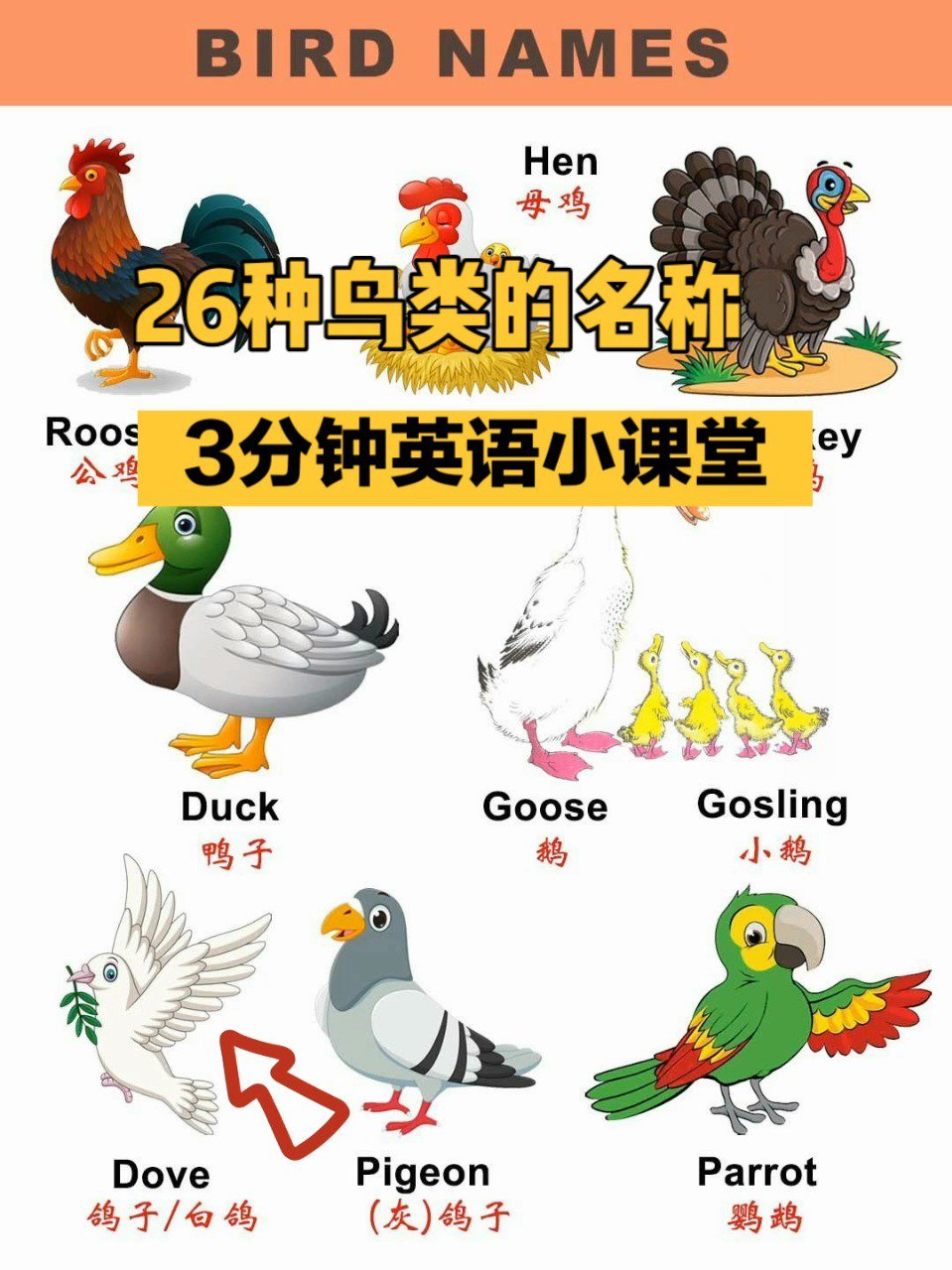 科普&亲子英语|26种鸟类的中英文名称