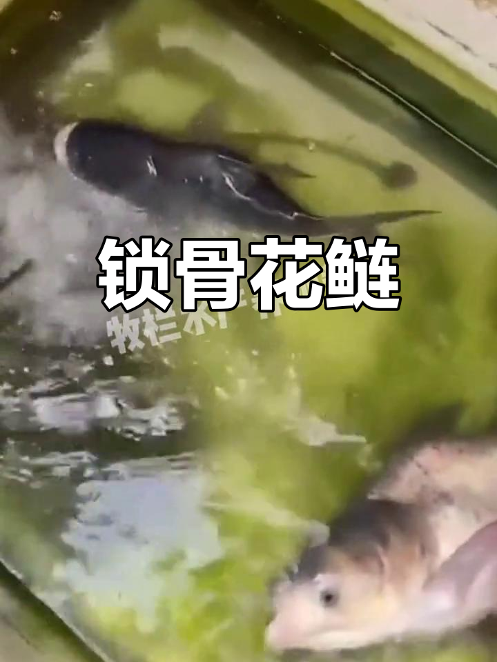 缩骨大头鱼:专为剁椒而生