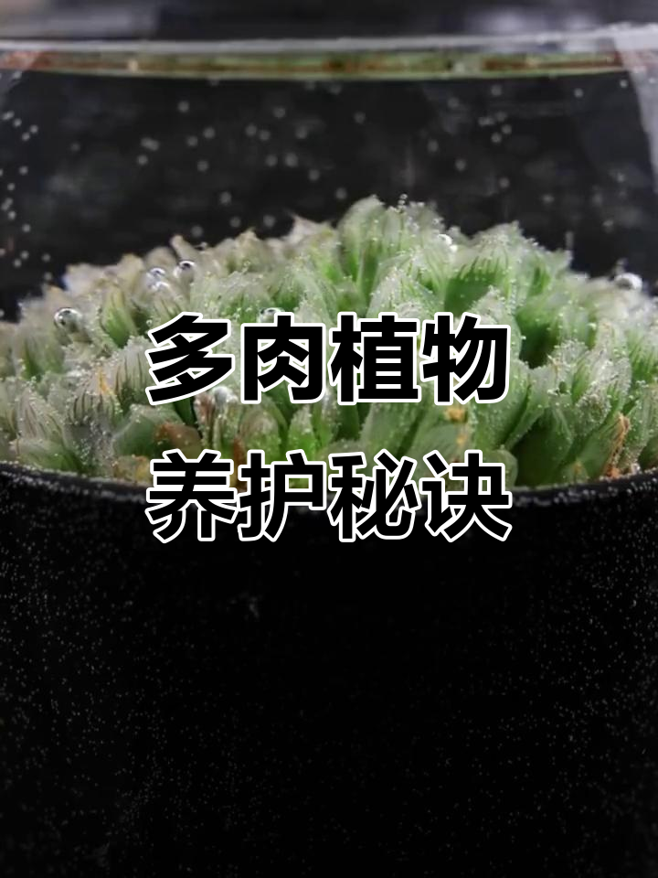 紫荆玉露养护全攻略：清理花剑、浇水技巧，轻松打造多肉花园