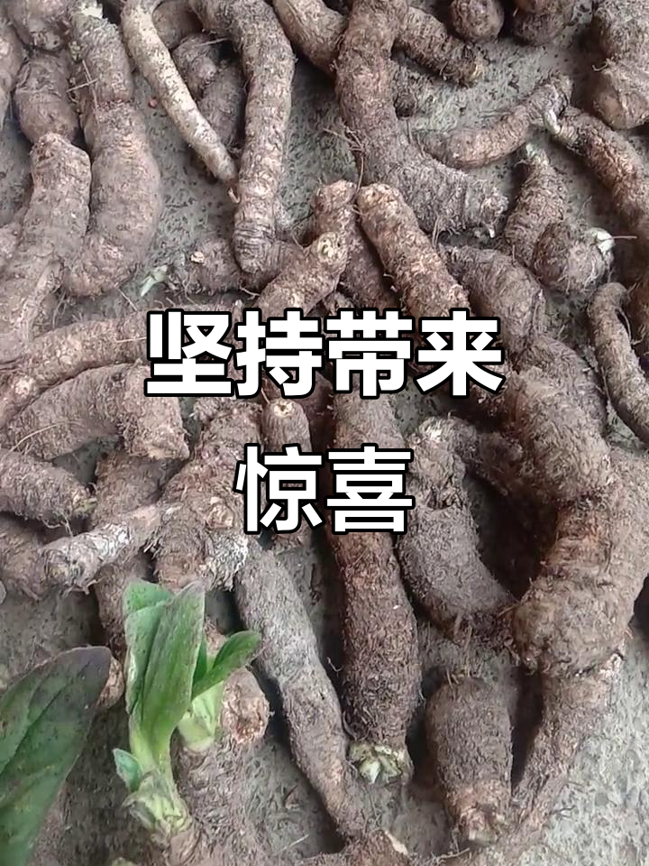 每天坚持,收获不一样的自己!岩白菜分享给大家