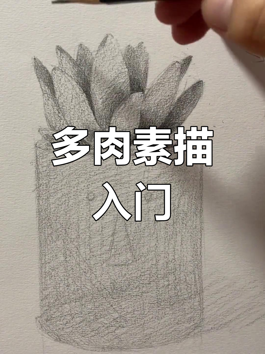 简单素描教程:绘制多肉植物