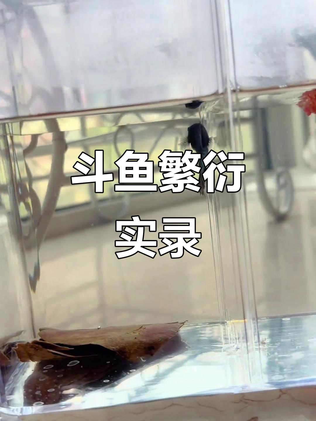 斗鱼繁殖全过程:母公鱼抱卵、捡卵,直到小鱼出生