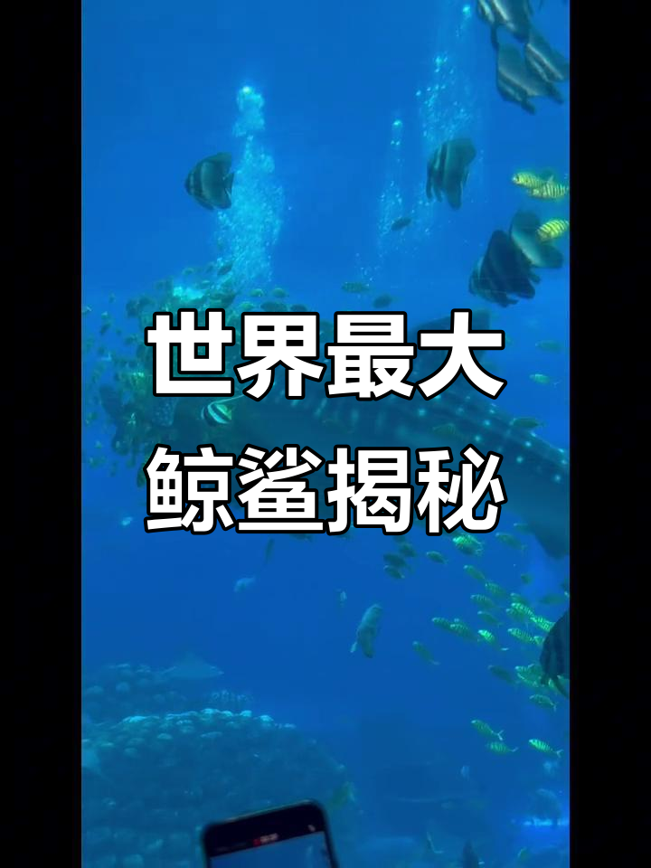 珠海长隆鲸鲨馆:20米巨型鲸鲨震撼登场
