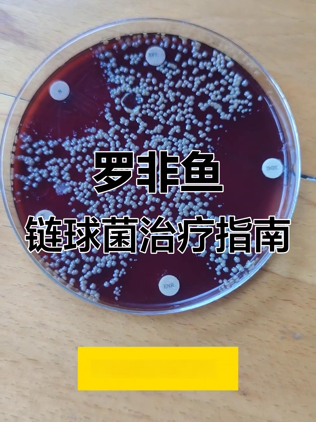 罗非鱼链球菌耐药性分析:最敏感药物与治疗方案