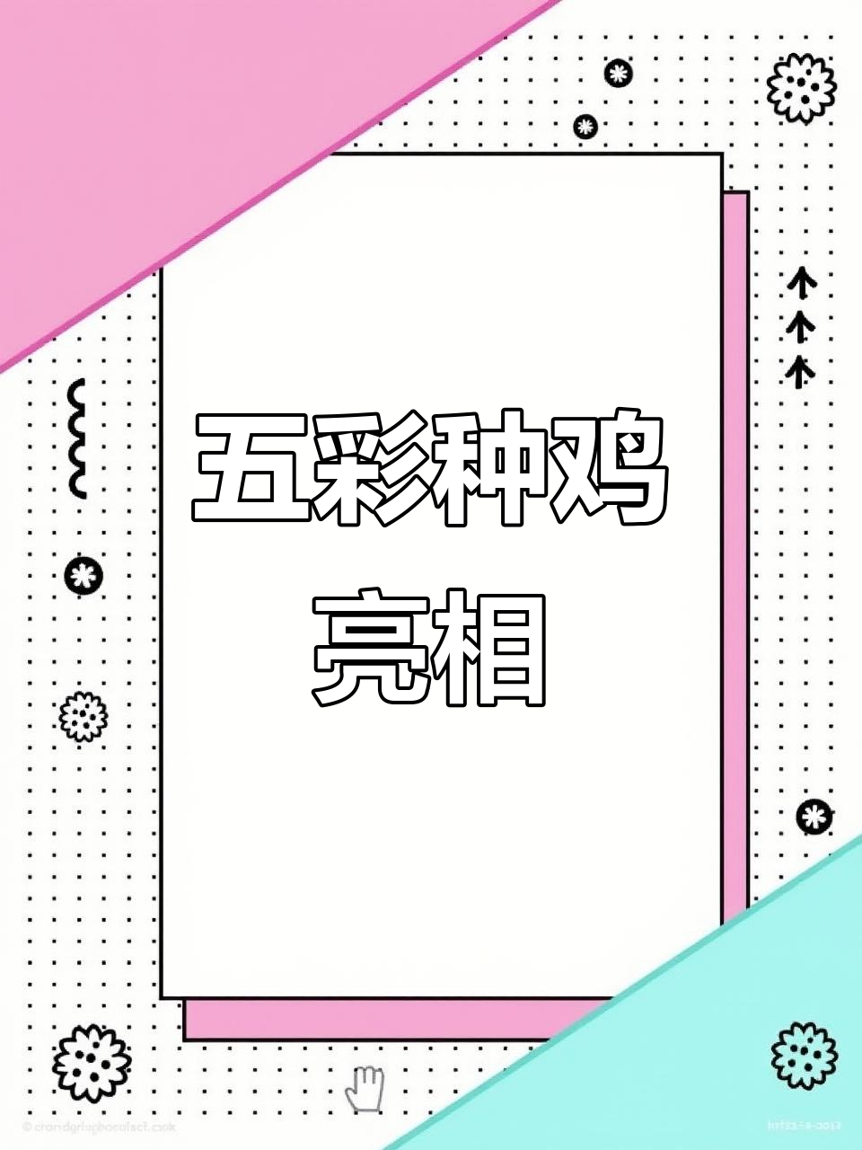 彩色种鸡,五彩小公鸡羽毛惊艳,母鸡带有茶花血统