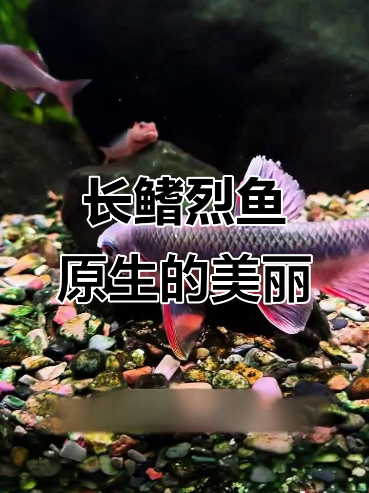溪流原生鱼天花板,长鳍鱲鱼的魅力与活力