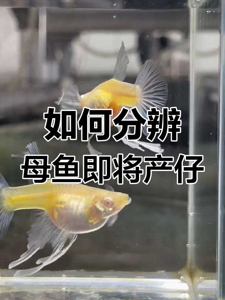 母鱼快生小鱼的三大征兆,轻松判断生产时机