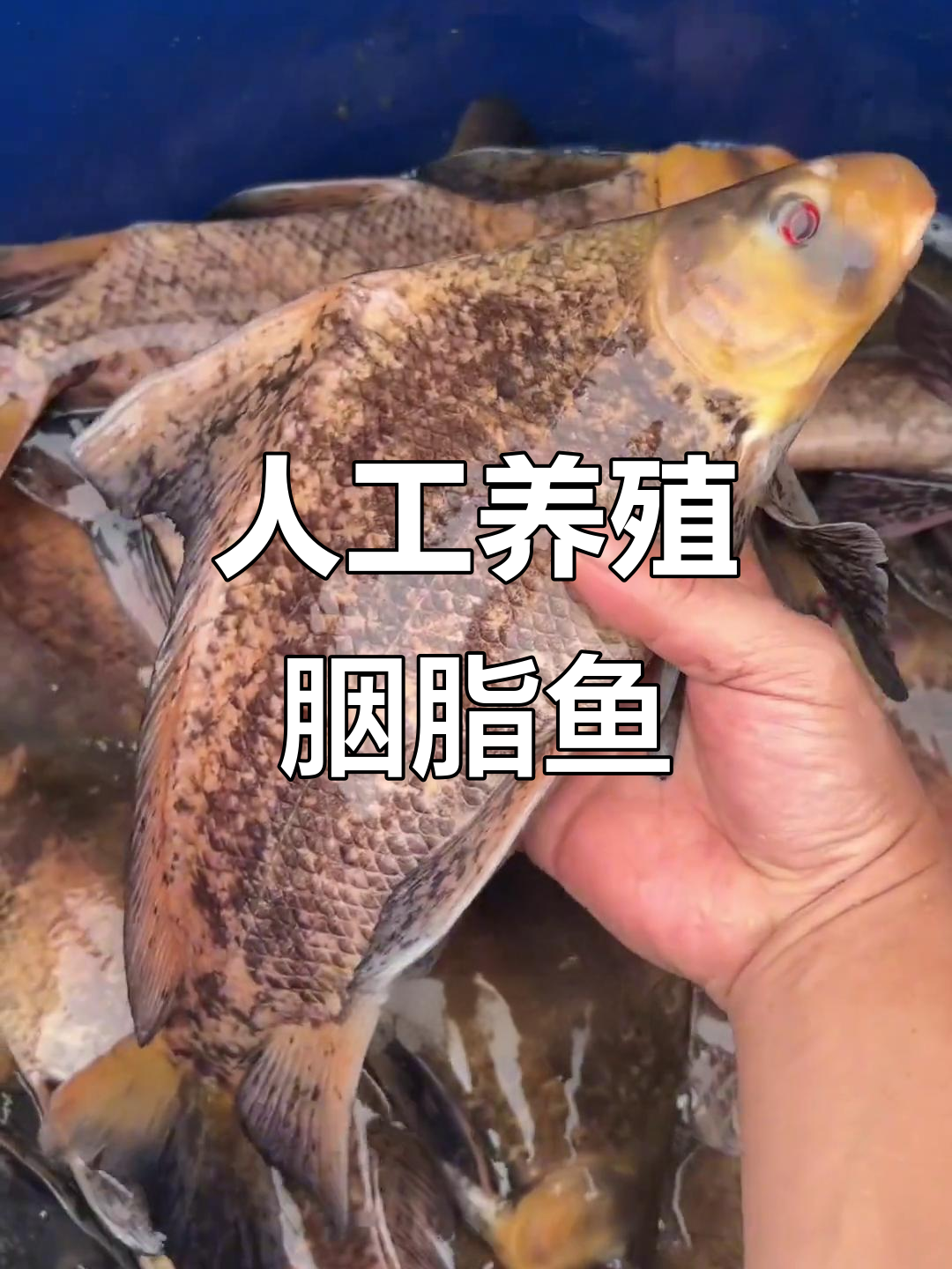 胭脂鱼，人工养殖迅速增长，一年可达两斤