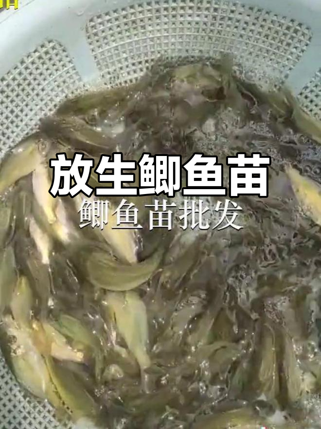 东莞大朗樟木头鱼苗场,放生鲫鱼苗助力生态保护