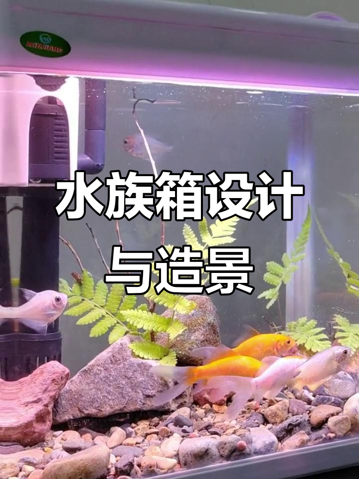 鱼缸造景全攻略,轻松打造自然水族环境
