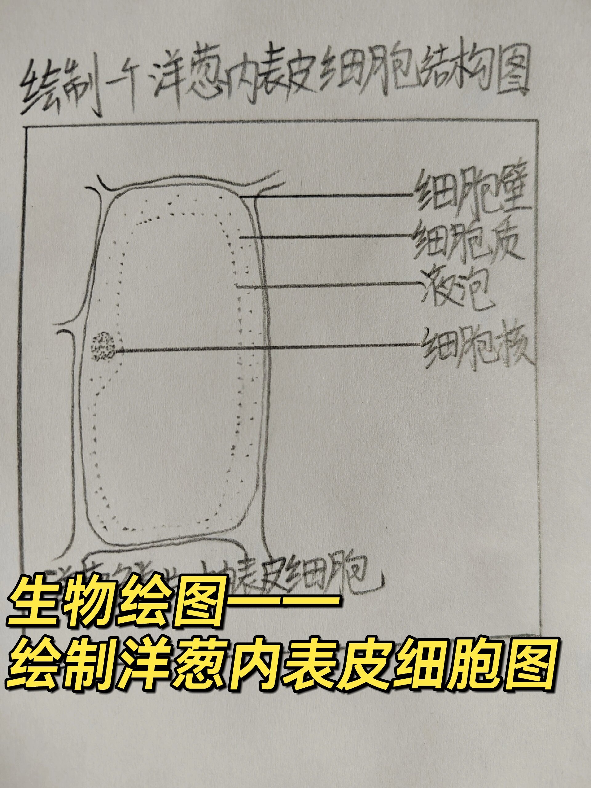生物绘图——绘制一个洋葱鳞片叶内表皮细胞