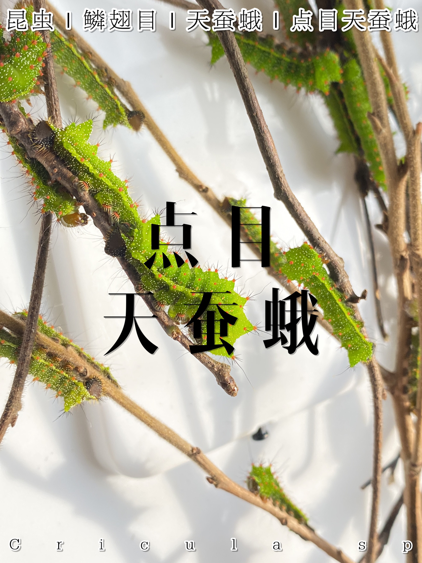 密恐远离 密密麻麻的绿色肉虫子