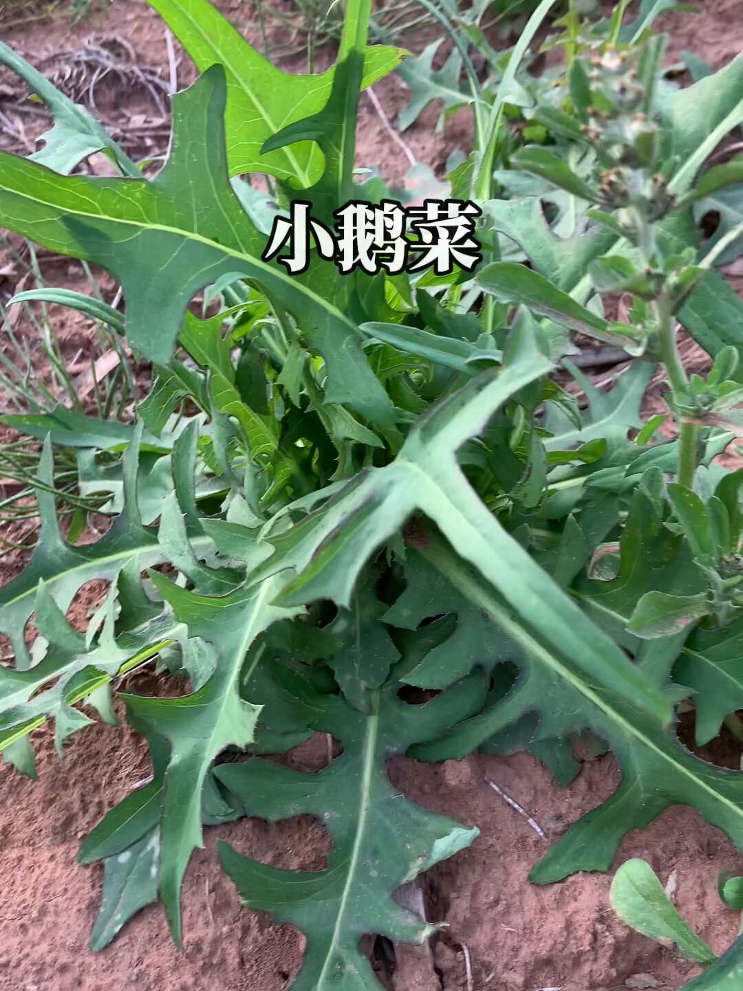 野外随处可见的小鹅菜太美味了,还有很多用