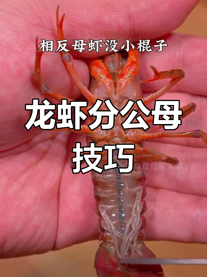 公母龙虾大揭秘,如何分辨公虾和母虾?