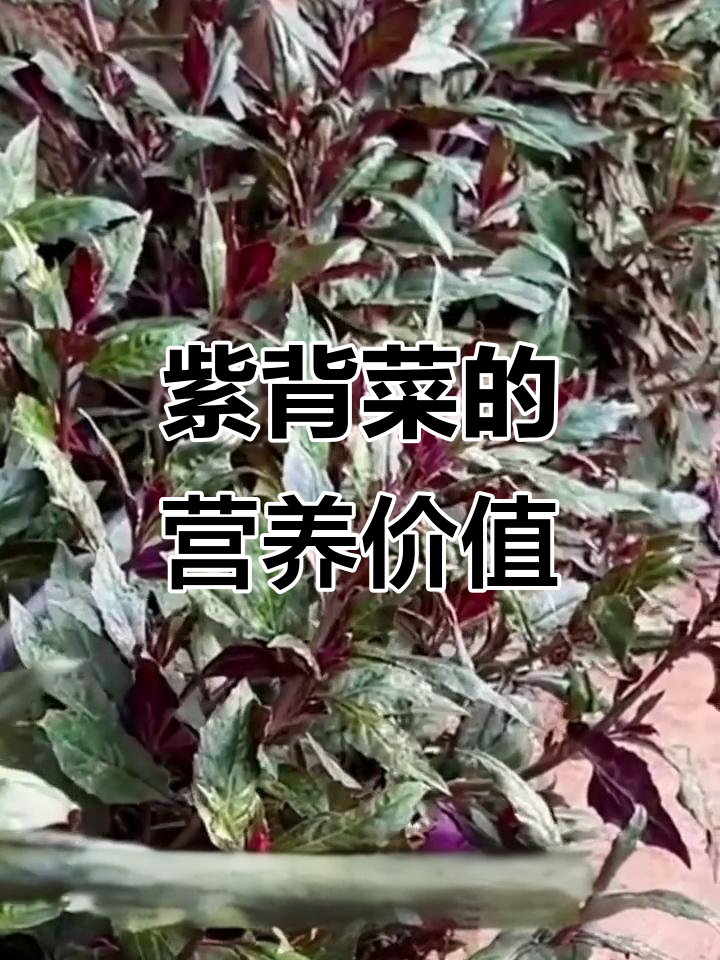 紫背天葵:美味又营养,观音菜的独特魅力