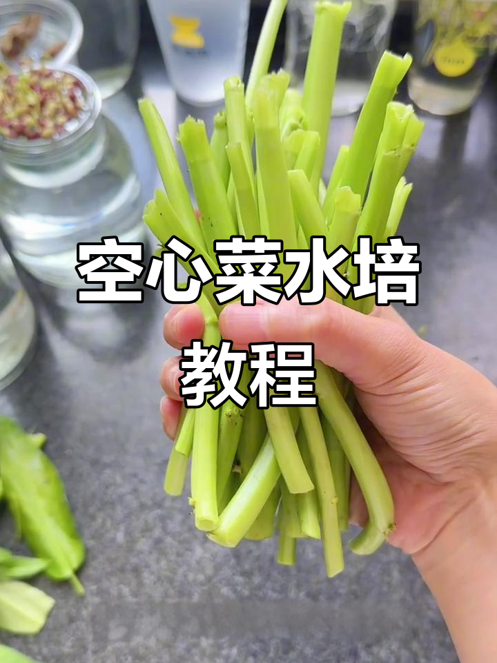水培空心菜,简单步骤教你轻松搞定