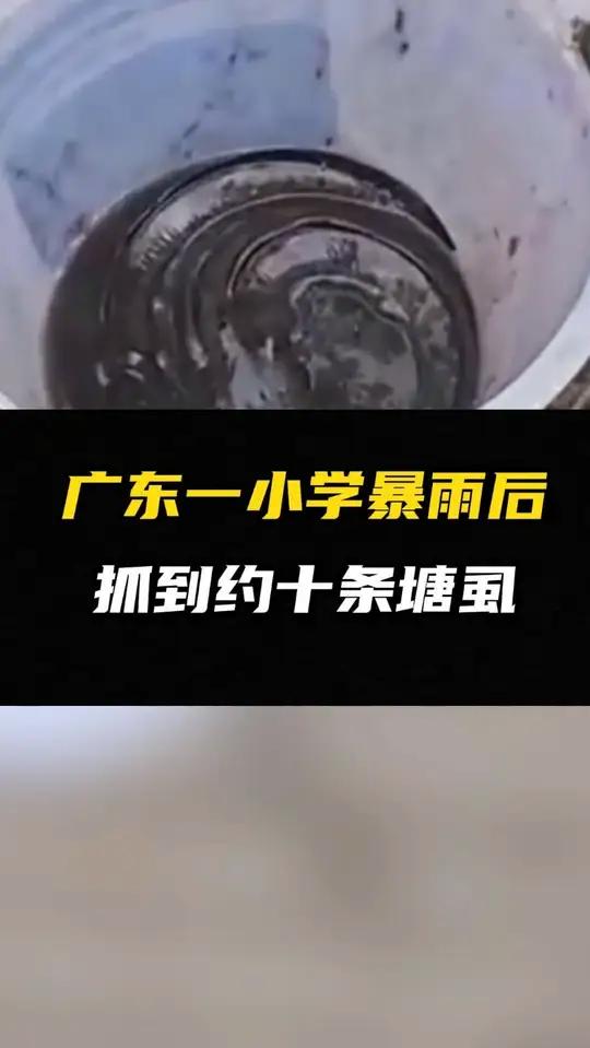 广东一小学暴雨后抓到约十条塘虱