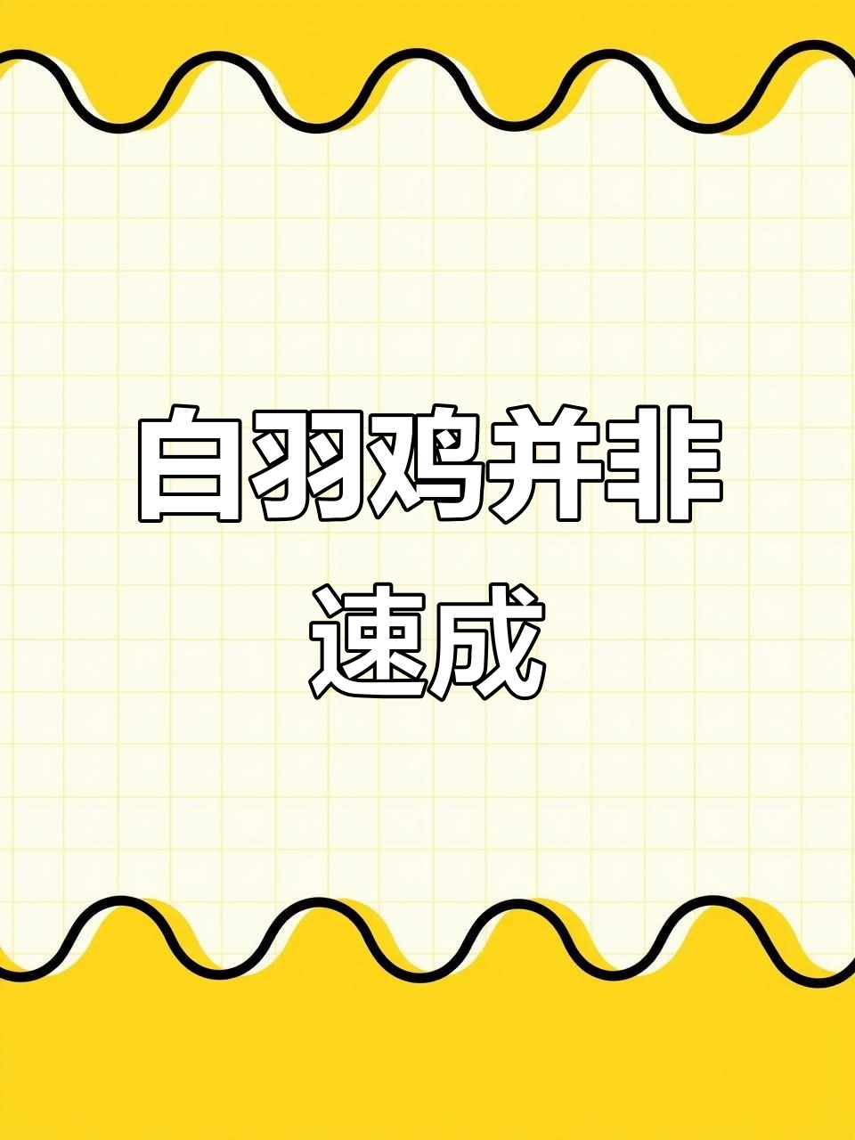 白羽鸡真的是速成鸡吗?揭秘养殖背后的真相