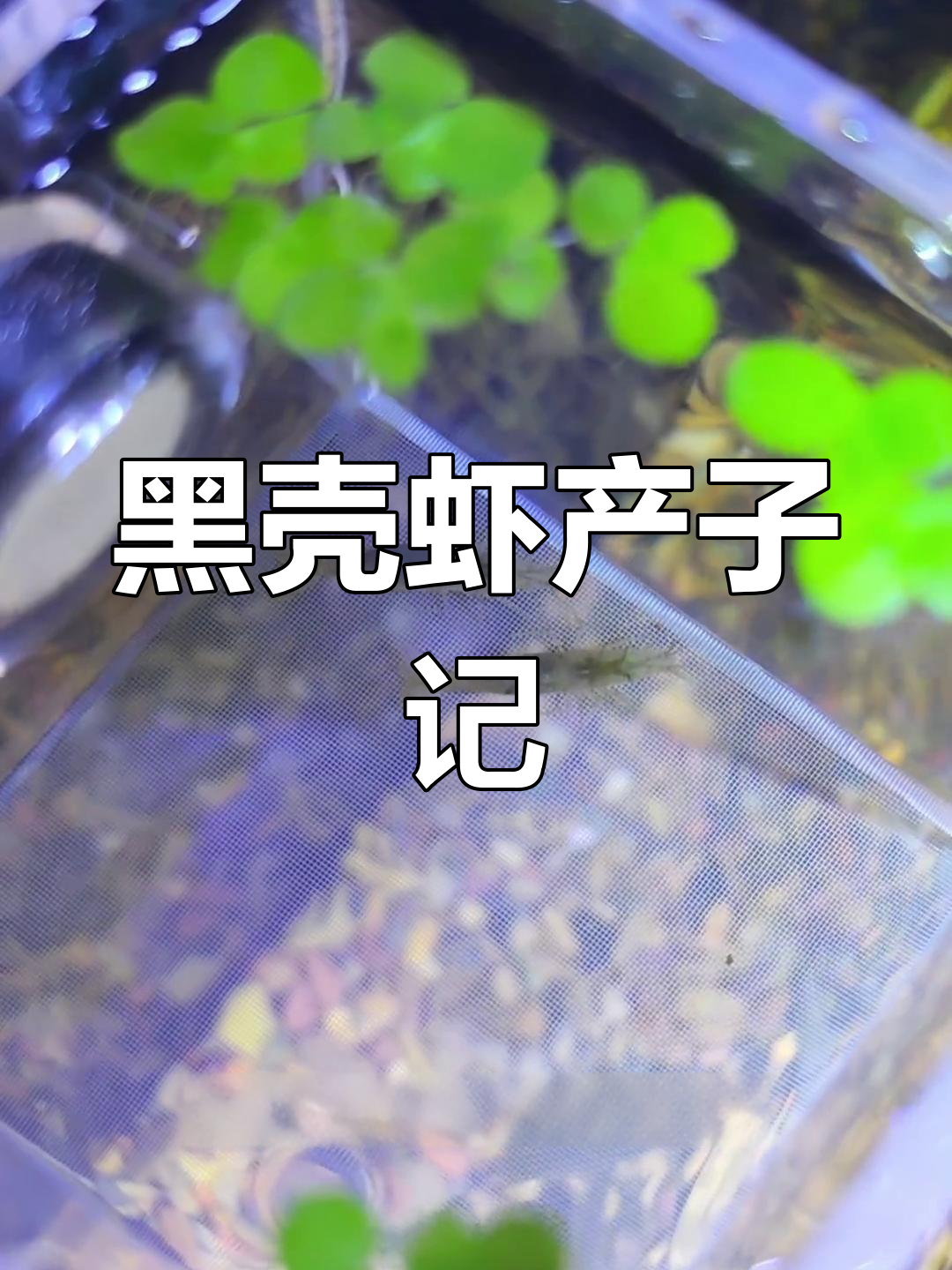 再次发现黑壳虾抱卵,这次确保它们安全生产!