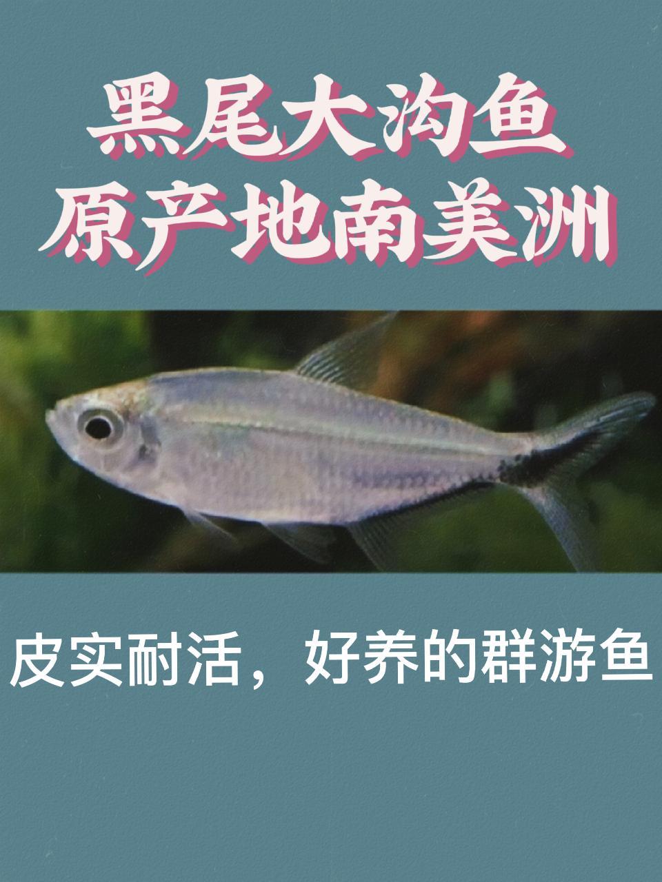原产地南美洲一墨尾大勾鱼,群游状观,好活耐养的小型灯科鱼 鱼缸里的大自然 鱼闻天下 杨凌可